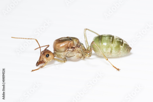 The queen ant