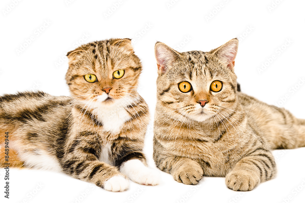 Portrait of Scottish Fold and Scottish Straight cats