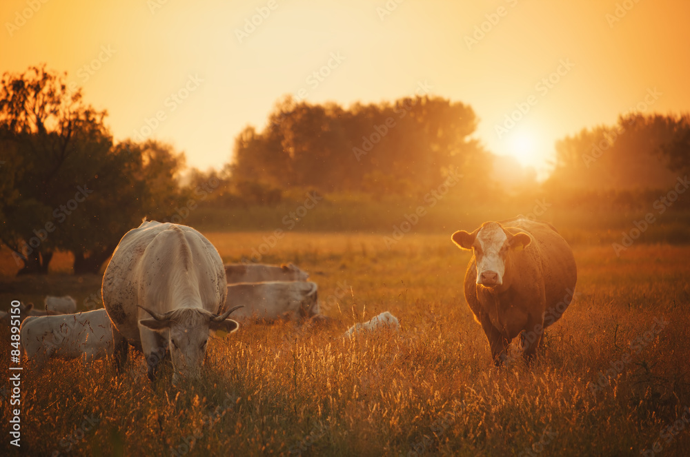 Fototapeta premium Cows on pasture