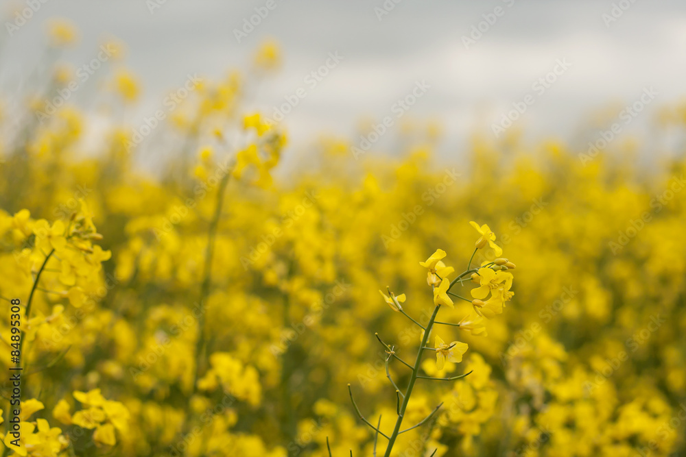 rapeseed flowers detail rapeseed flowers detail