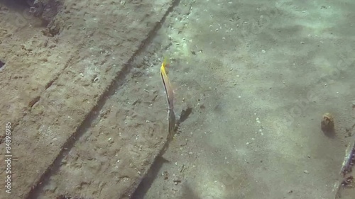 courtship Red Sea goatfish (parupeneus forsskali) Red sea  photo