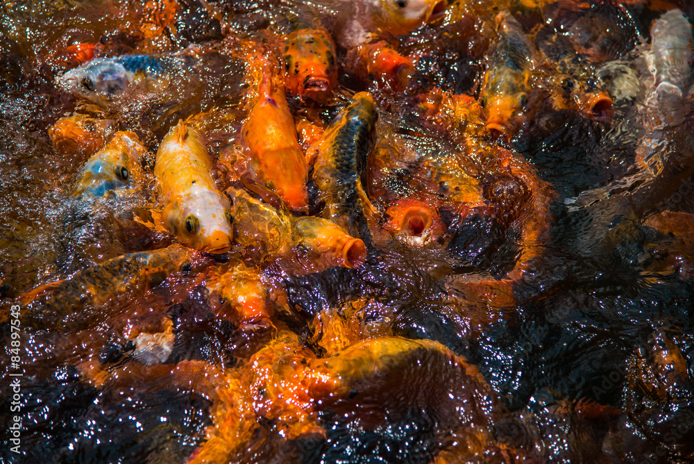 Multicolored Koi Fish in a pond at the Imperial Citadel of Hue. Vietnam. Multicolored Koi Fish in a pond at the Imperial Citadel of Hue. Vietnam.