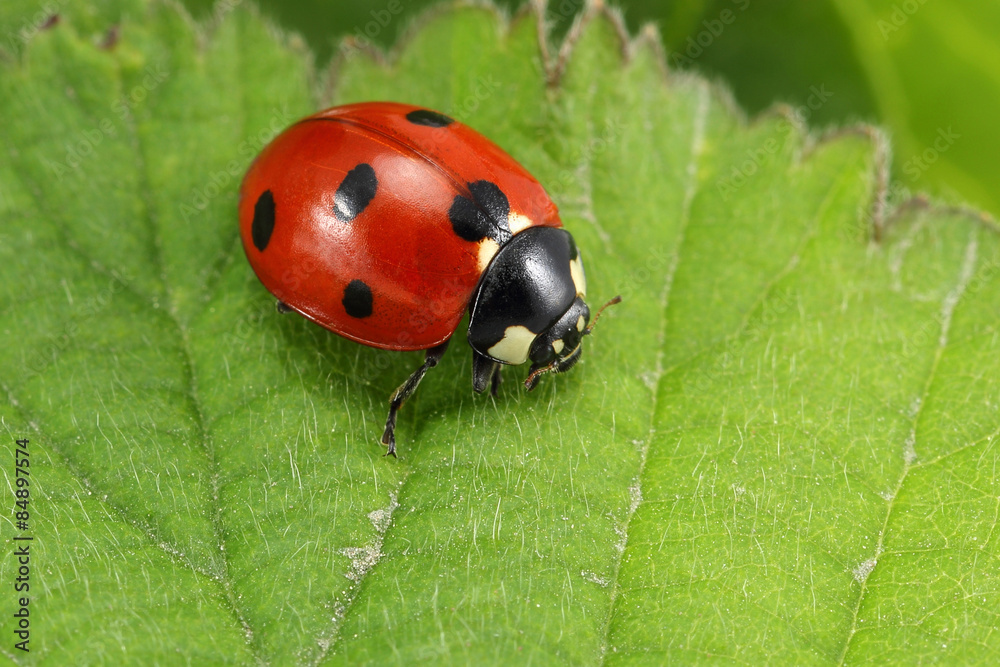 Naklejka premium Ladybug on leaf