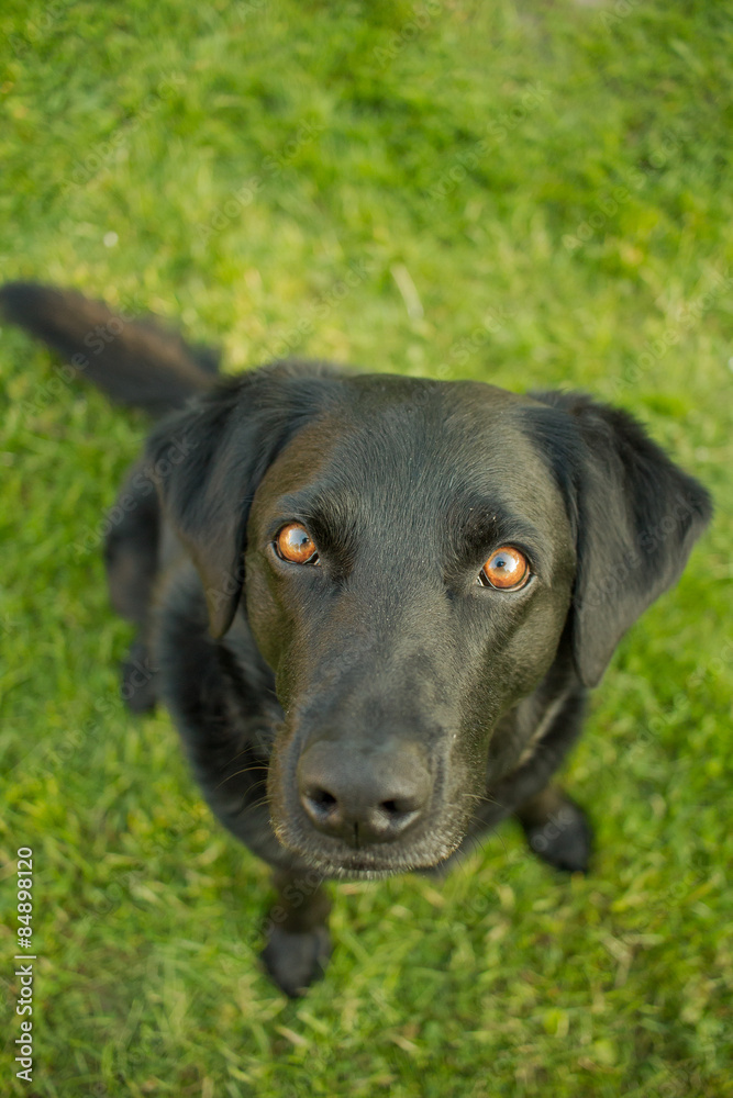 A Labrador dog looks up at the camera A Labrador dog looks up at the camera