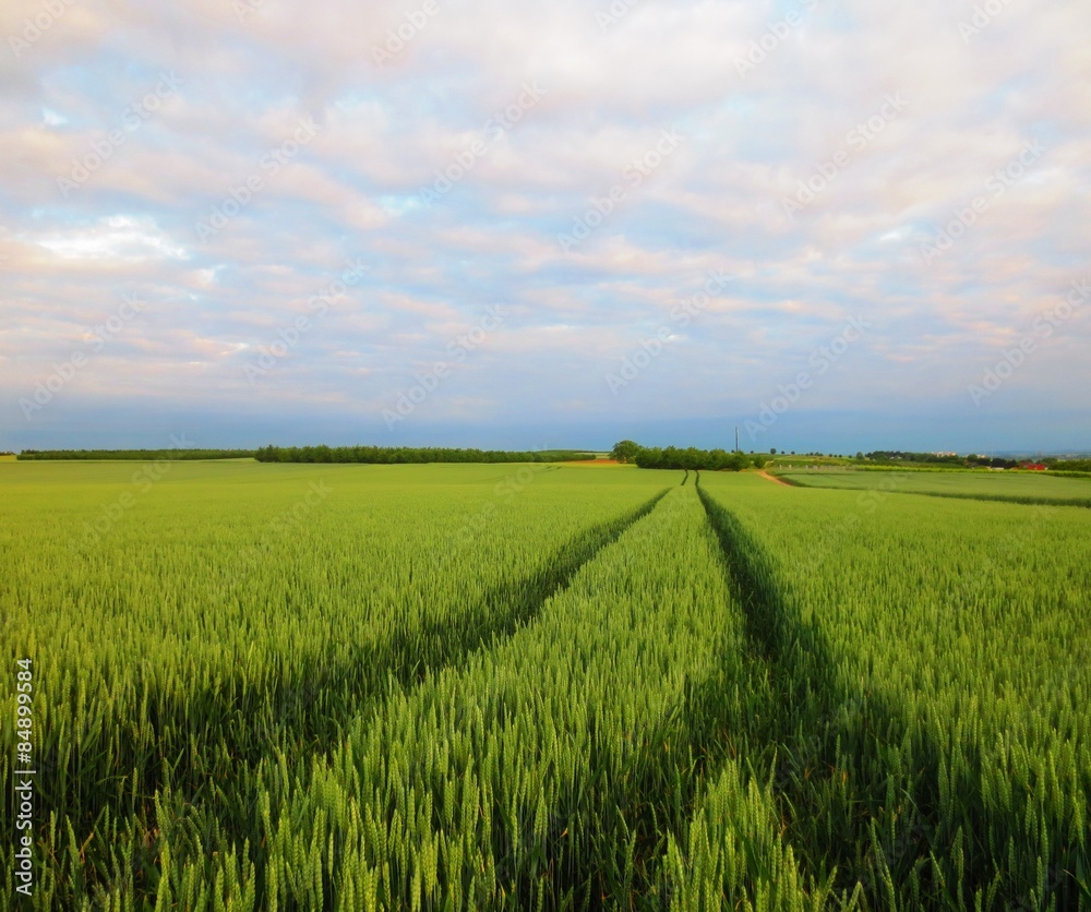 Fototapeta premium Weizenfeld