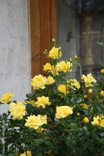 rose gialle rose giardino casa
