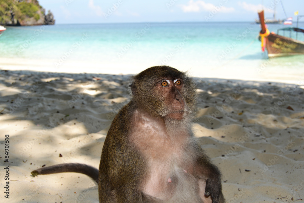 Scimmia selvatica in riva al mare in un in un paradiso tropicale, spiaggia  e mare cristallino, relax sull'isola di Phi Phi Island Stock Photo