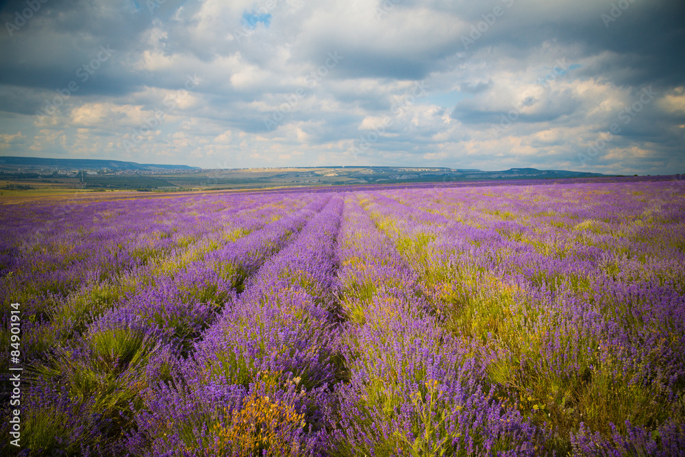 Fototapeta premium field of Lavender Flowers