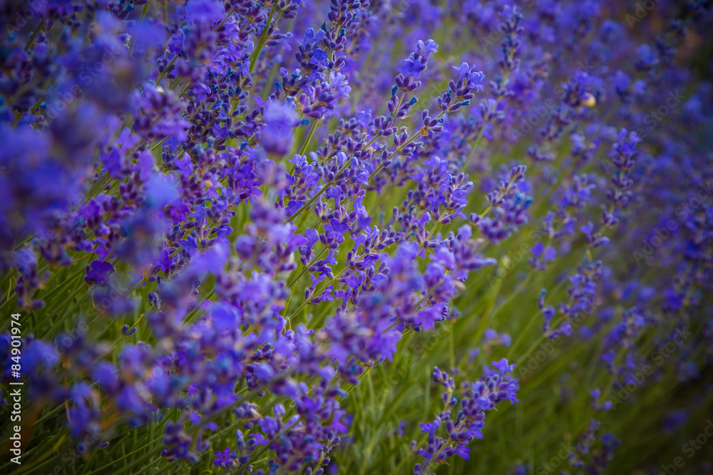 Naklejka premium Lavender Flowers