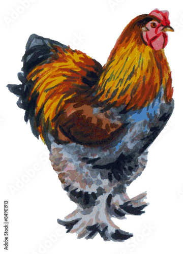 cock watercolor Brama