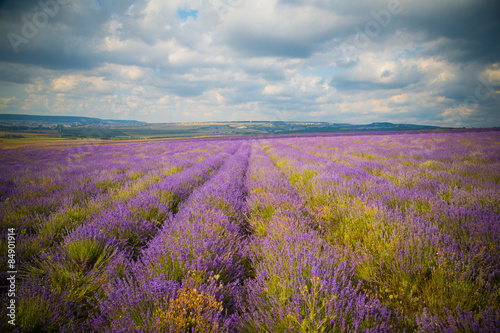 field of Lavender Flowers © selenit