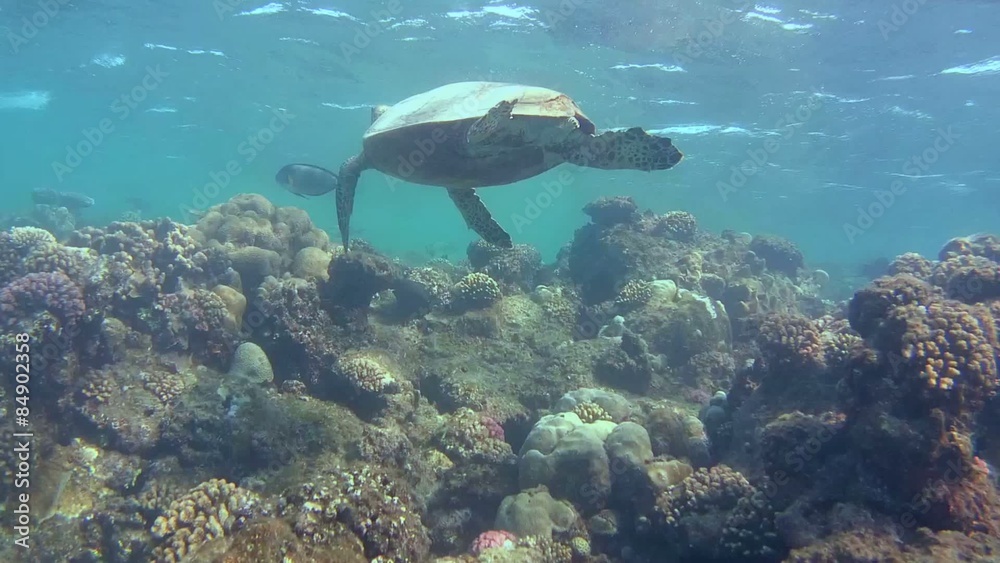 hawksbill sea turtle (Eretmochelys imbricata) swims near reef 