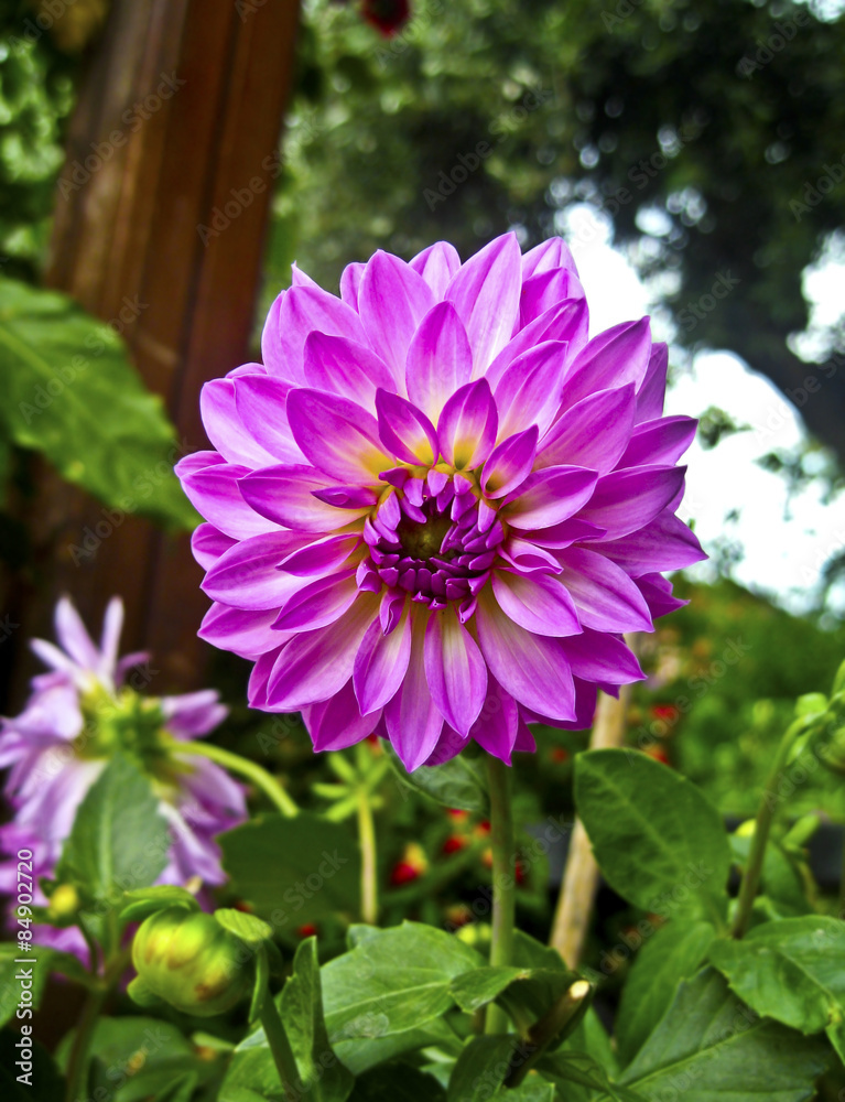 Obraz premium dalia flower