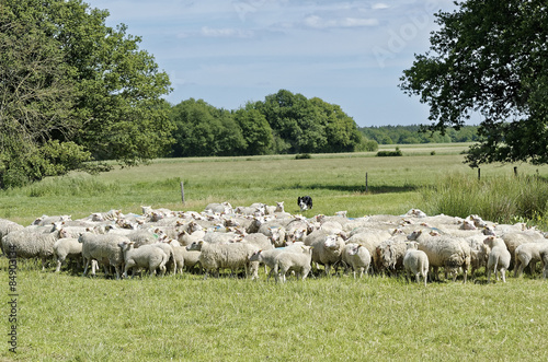 Troupeau de moutons et chien berger