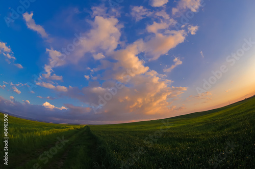 Summer landscape with green grass  corn and clouds  Field and sunset - fisheye view
