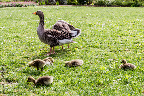 Les oies et leurs poussins photo