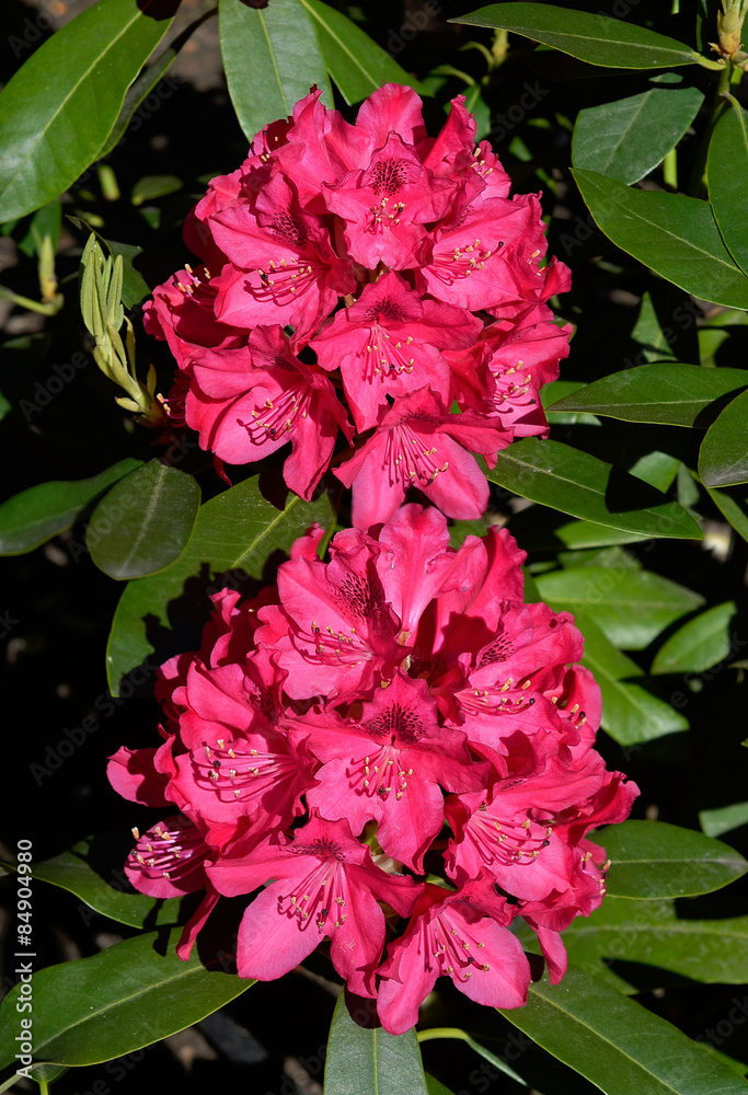 Rododendron Rododendron