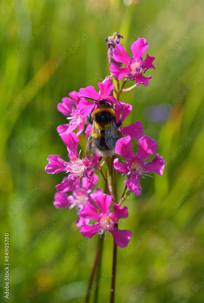 Bumble-bee sitting on wild flower Bumble-bee sitting on wild flower