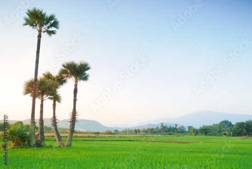 Scenery view of rice field in Chiangmai Thailand