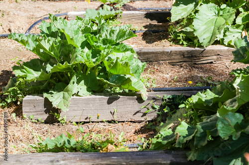 Urban garden photo