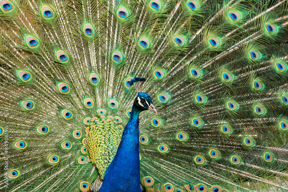Fototapeta premium Muster aus Pfauenaugen mit Pfau