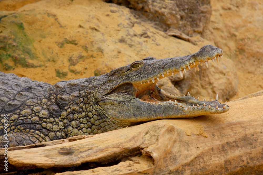 Obraz premium Crocodile