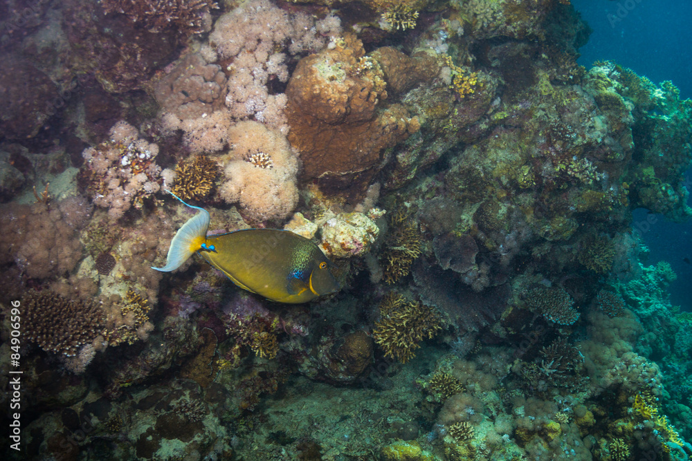 Tropical fish Tropical fish