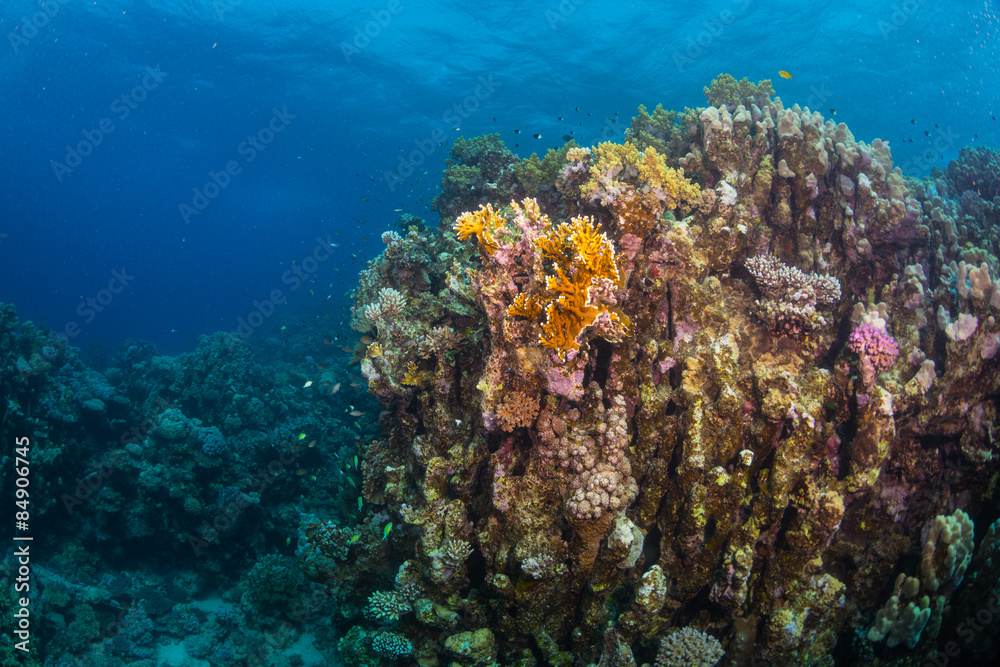 Obraz premium Tropical fish