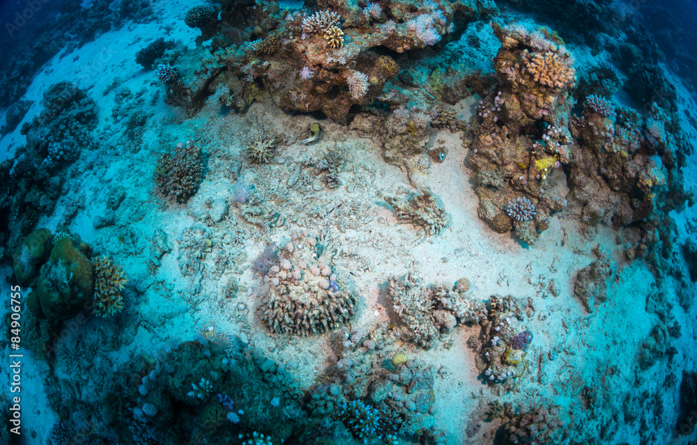 Obraz premium Tropical fish