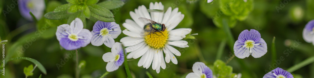Schmeissfliege auf Margaritenblüte, Längsformat Schmeissfliege auf Margaritenblüte, Längsformat