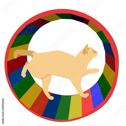 circus cat