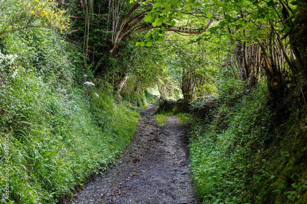 Obraz premium Valle de Leitariegos, Asturias