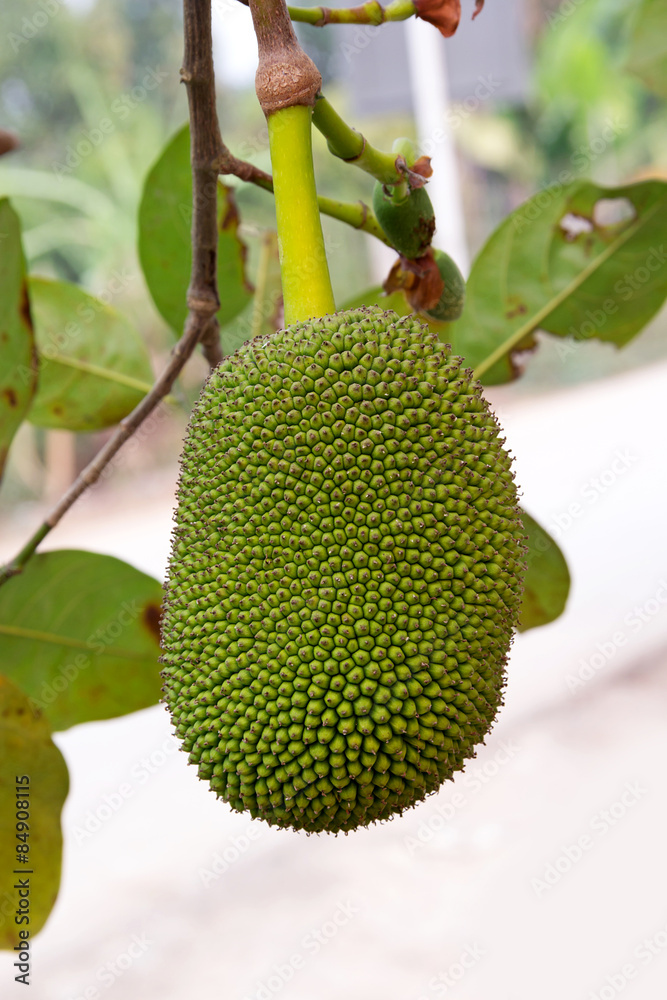 Jackfruit on the ground Jackfruit on the ground