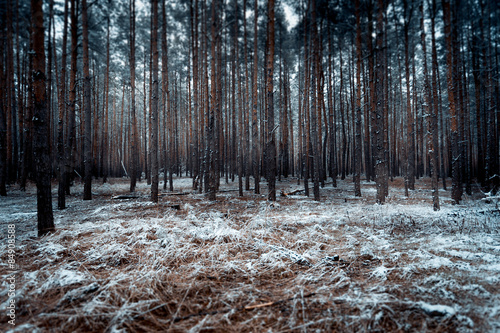 Fototapeta Naklejka Na Ścianę i Meble -  landscape of dark forest covered by snow