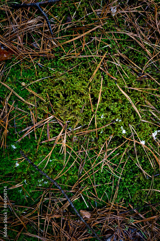 texture of fresh grass and moss growing at forest