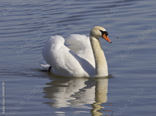 The confident swan