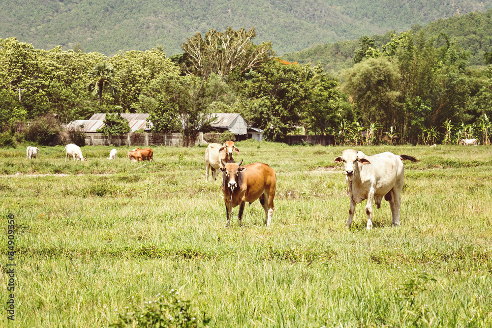 Obraz premium cows on pasture land vintage style