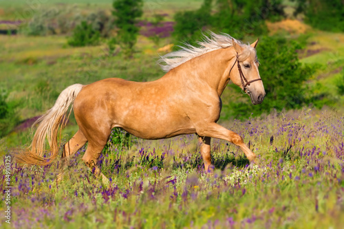Palomino horse with long blond male on flower field