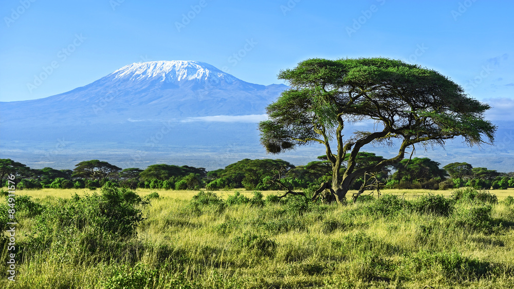 Naklejka premium Góra Kilimandżaro