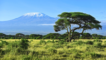 Crédence de cuisine Afrique Sommet enneigé du mont Kilimandjaro  © kyslynskyy