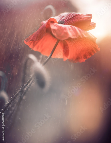 Fototapeta Naklejka Na Ścianę i Meble -  poppy flowers at abstract background