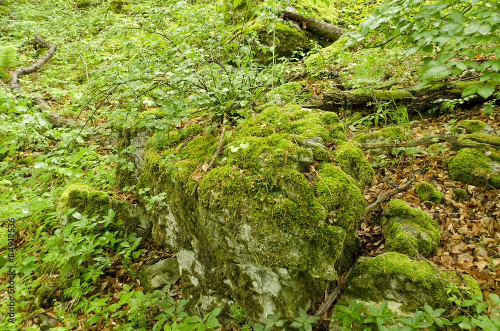 stone overgrown with moss and hawthorn bush stone overgrown with moss and hawthorn bush