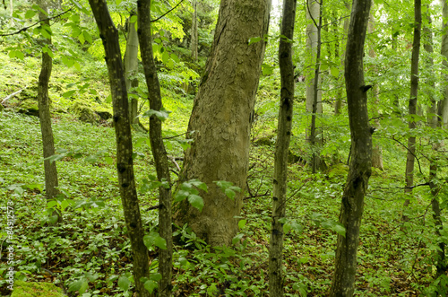 Trees in the forest