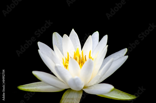 Fototapeta Naklejka Na Ścianę i Meble -  white lotus