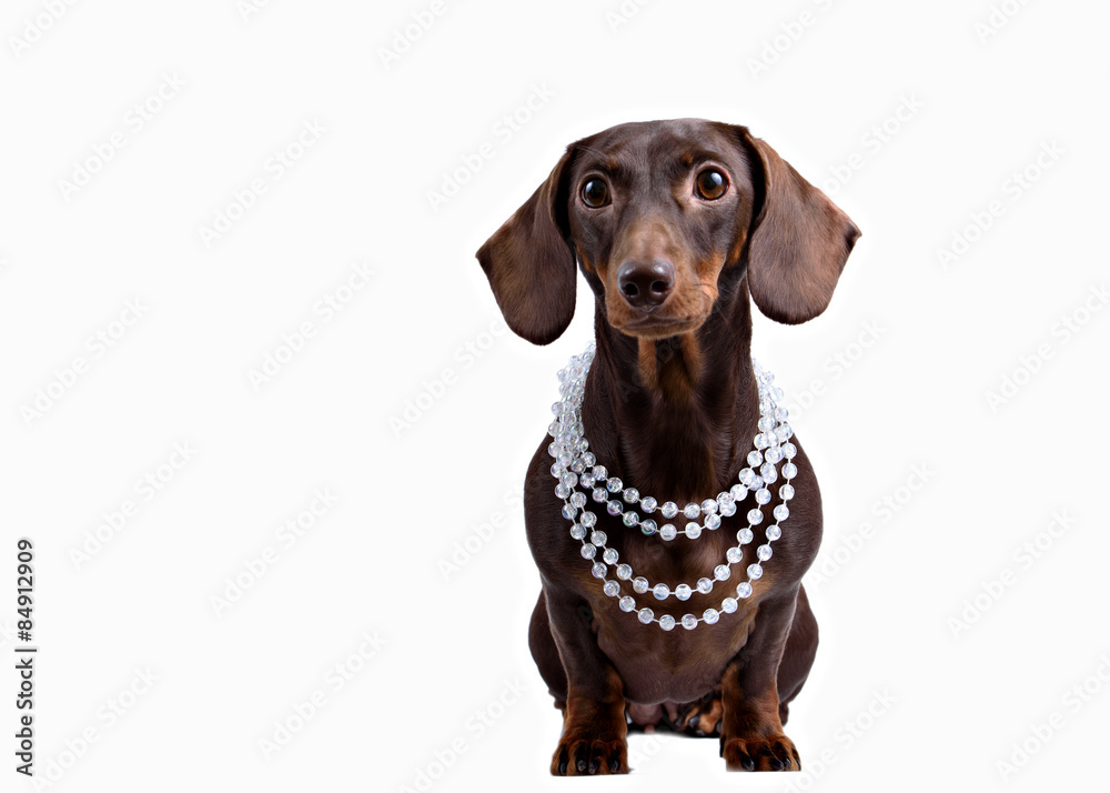 Fototapeta premium Close-up of Dachshund on white background