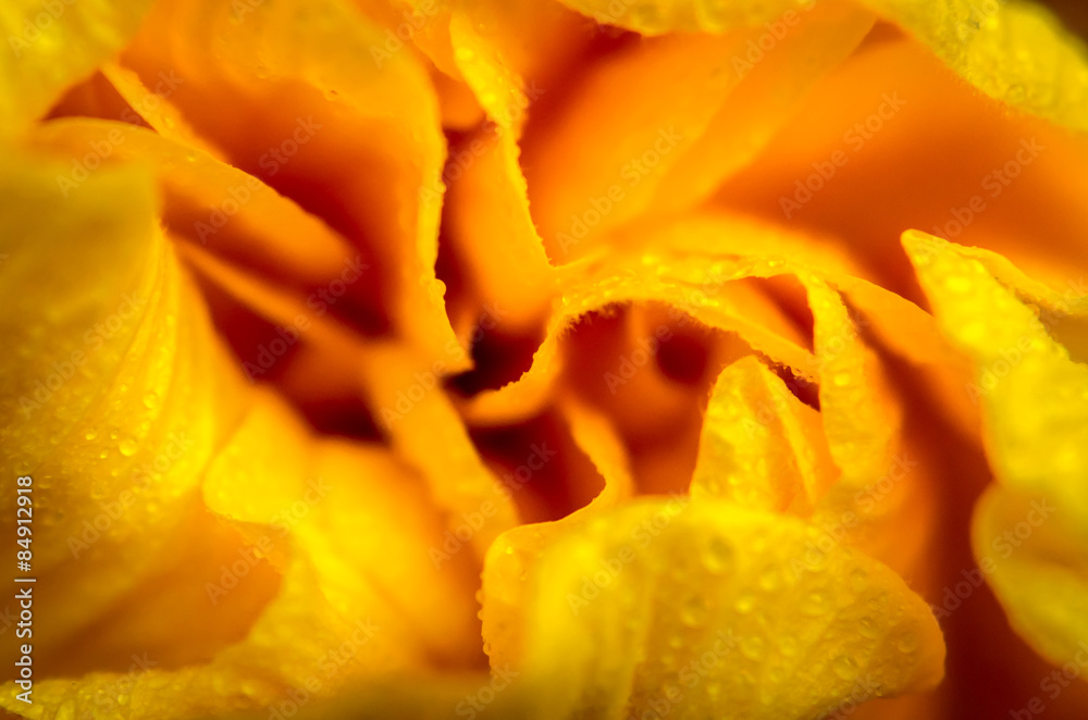 Yyellow hibiscus flower Yyellow hibiscus flower