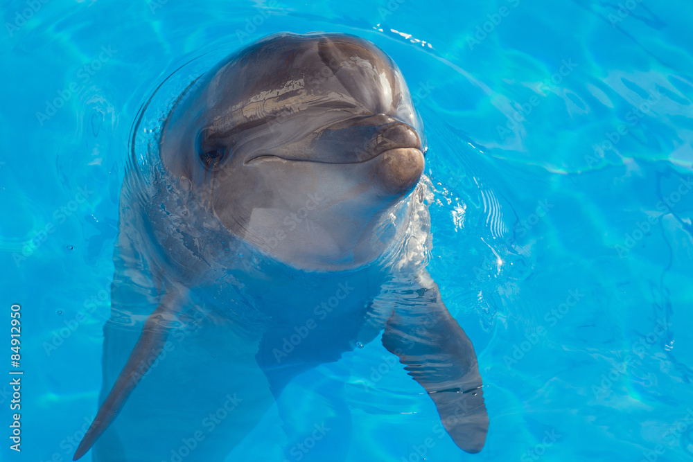 Naklejka premium Smiling dolphin