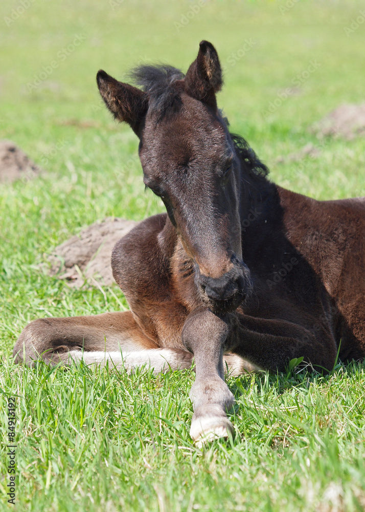 Fototapeta premium Little dark-bay foal lies on a grass