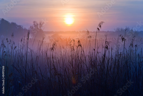 Obraz na plátně Foggy Landscape. Early Morning on a meadow.