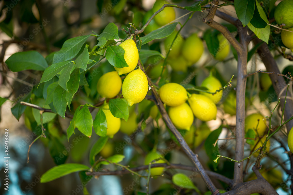 Closeup shot of ripe lemons hanging on tree